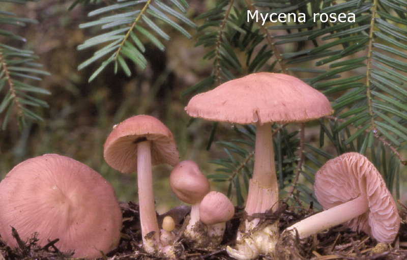 Mycena rosea-amf1339.jpg - Mycena rosea ; Syn: Mycena pura f.rosea ; Non français: Mycène pure forme rose